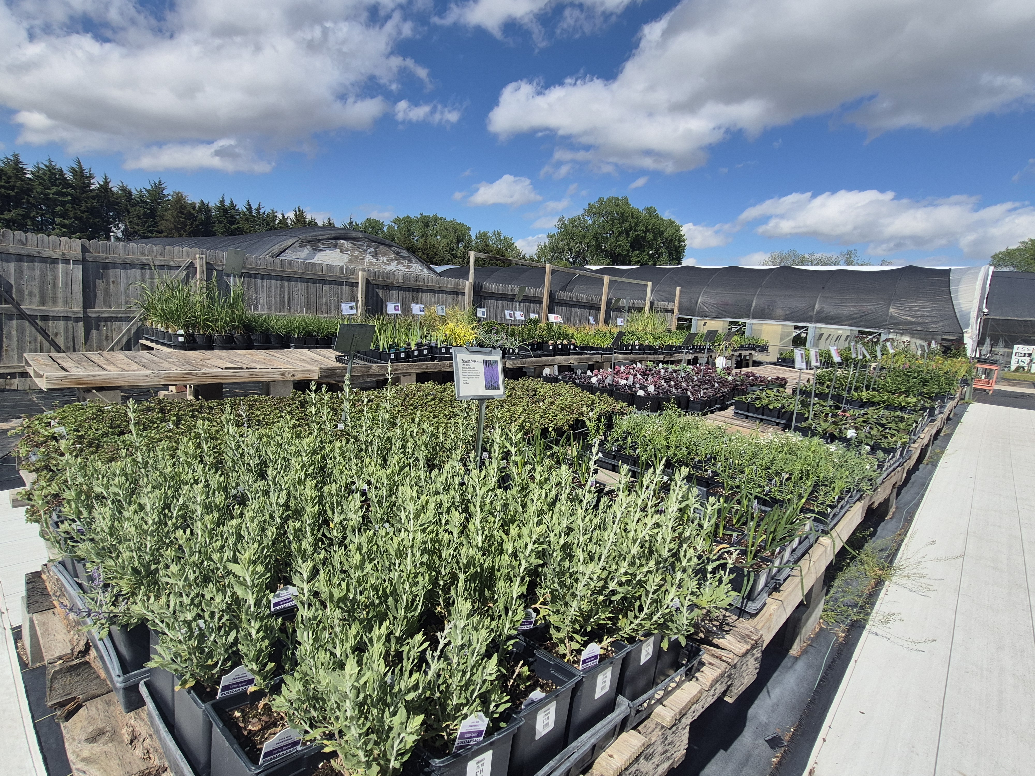 Smaller plants getting sunshine