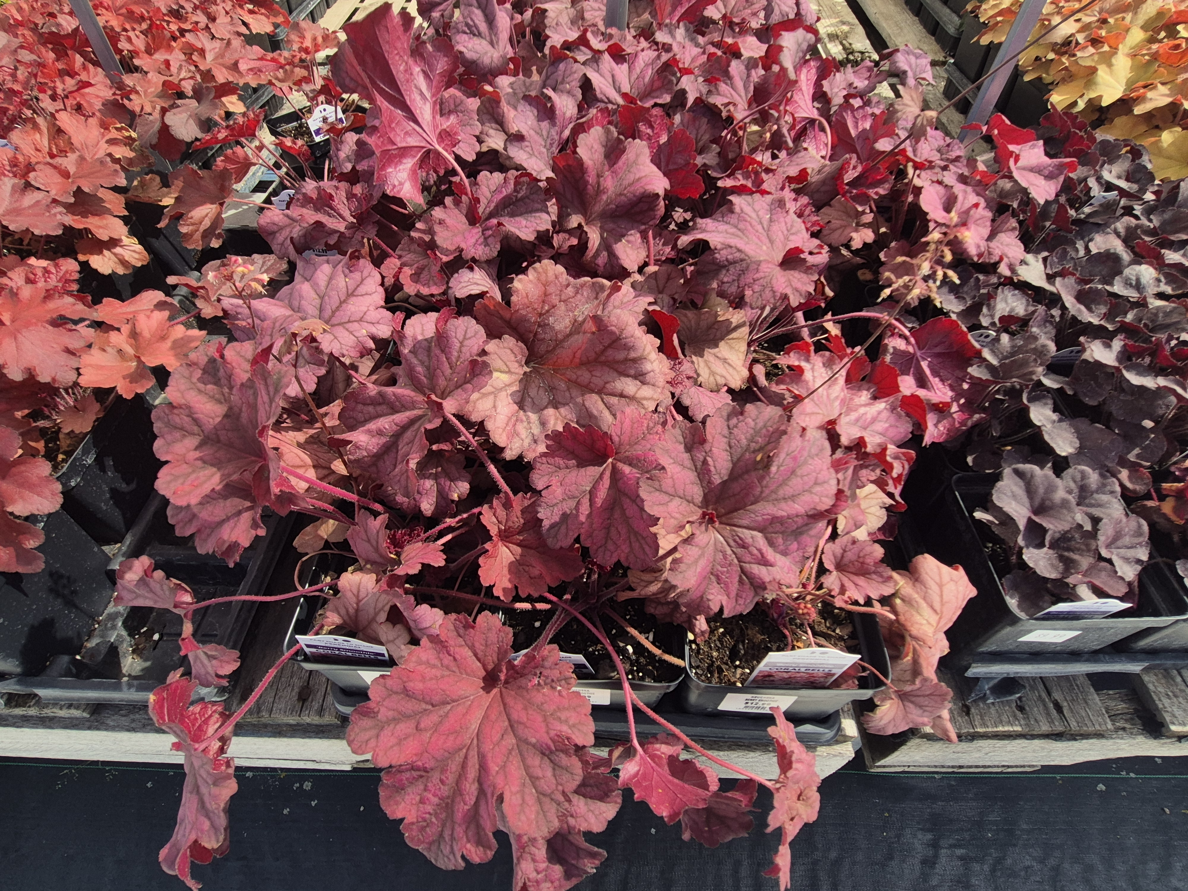 Red and purple leaf plants