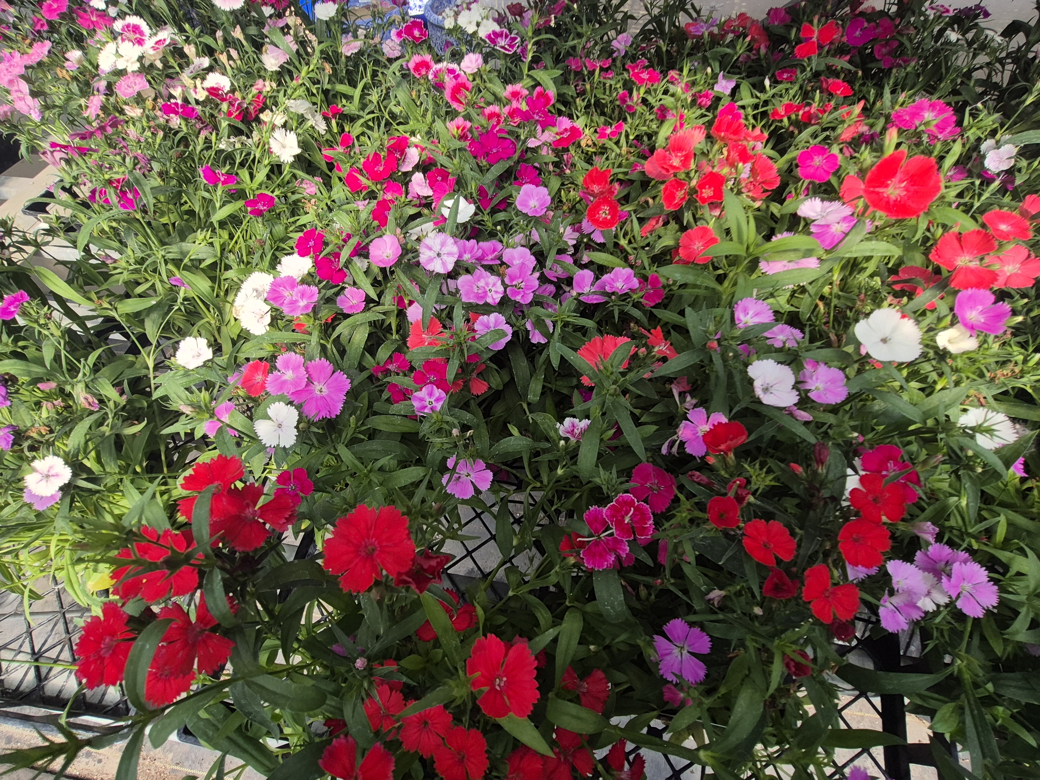 Colorful summer time flowers