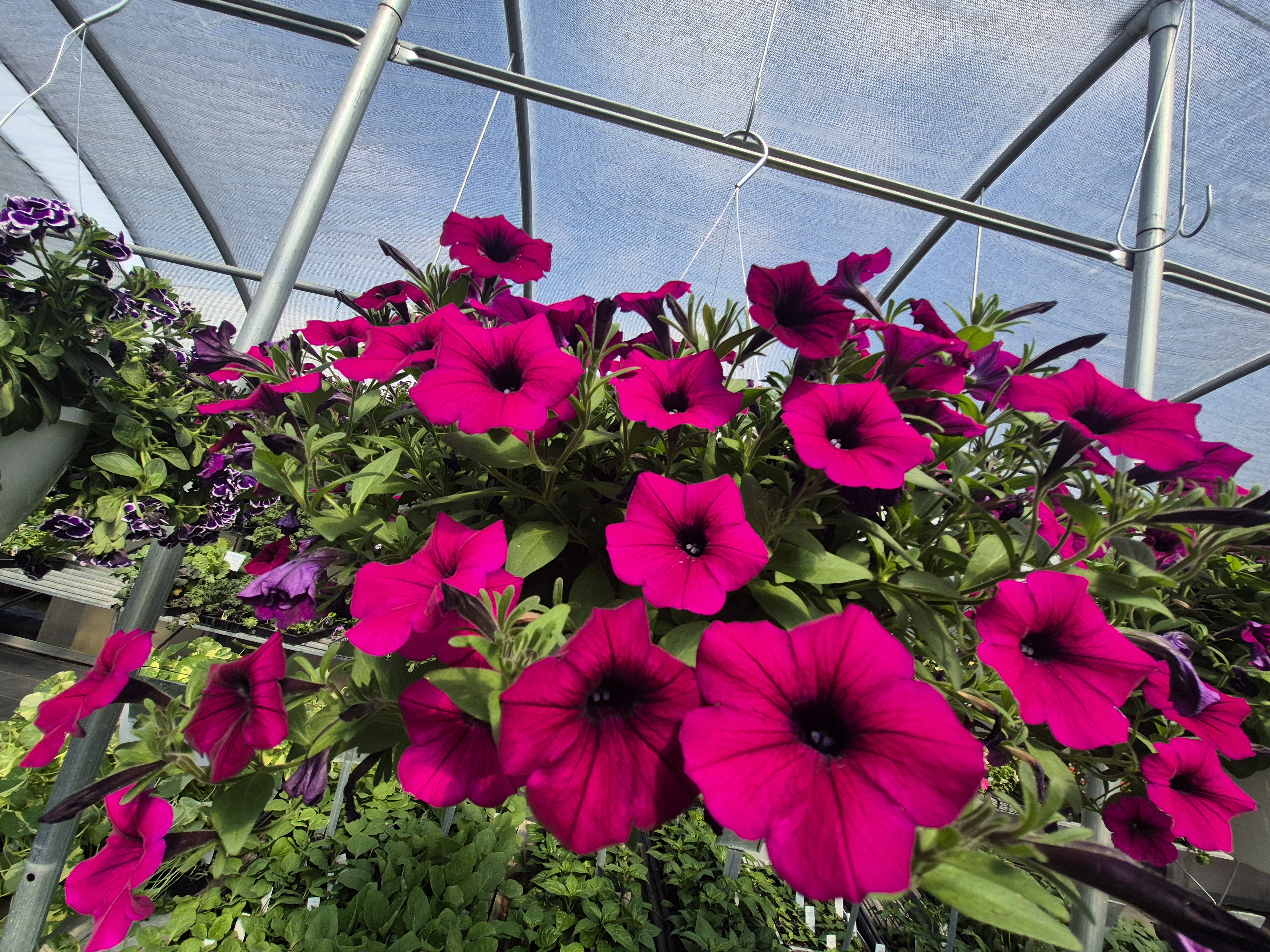 Bright colored flowers