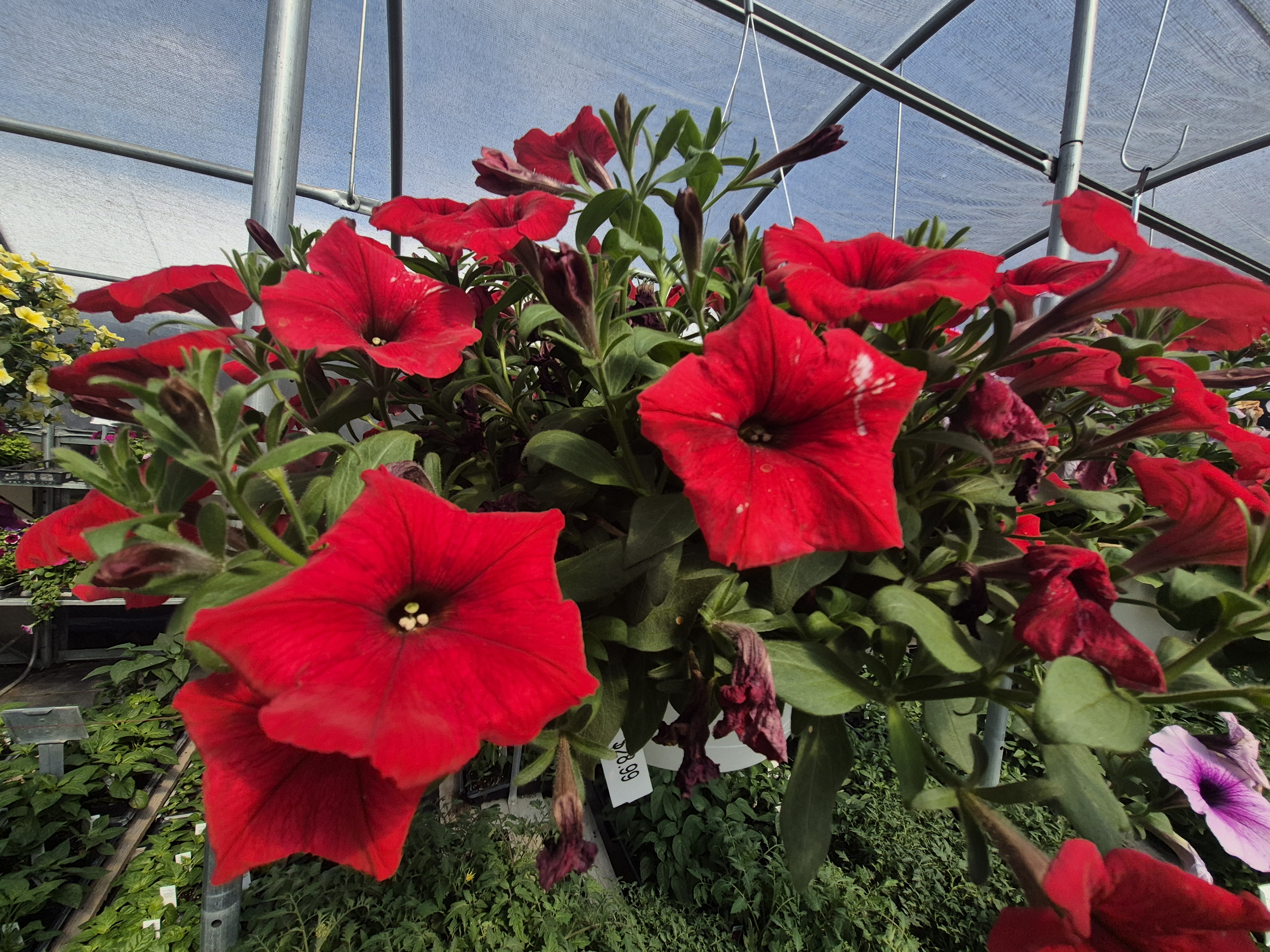 Bright red flowers in a hanging pot