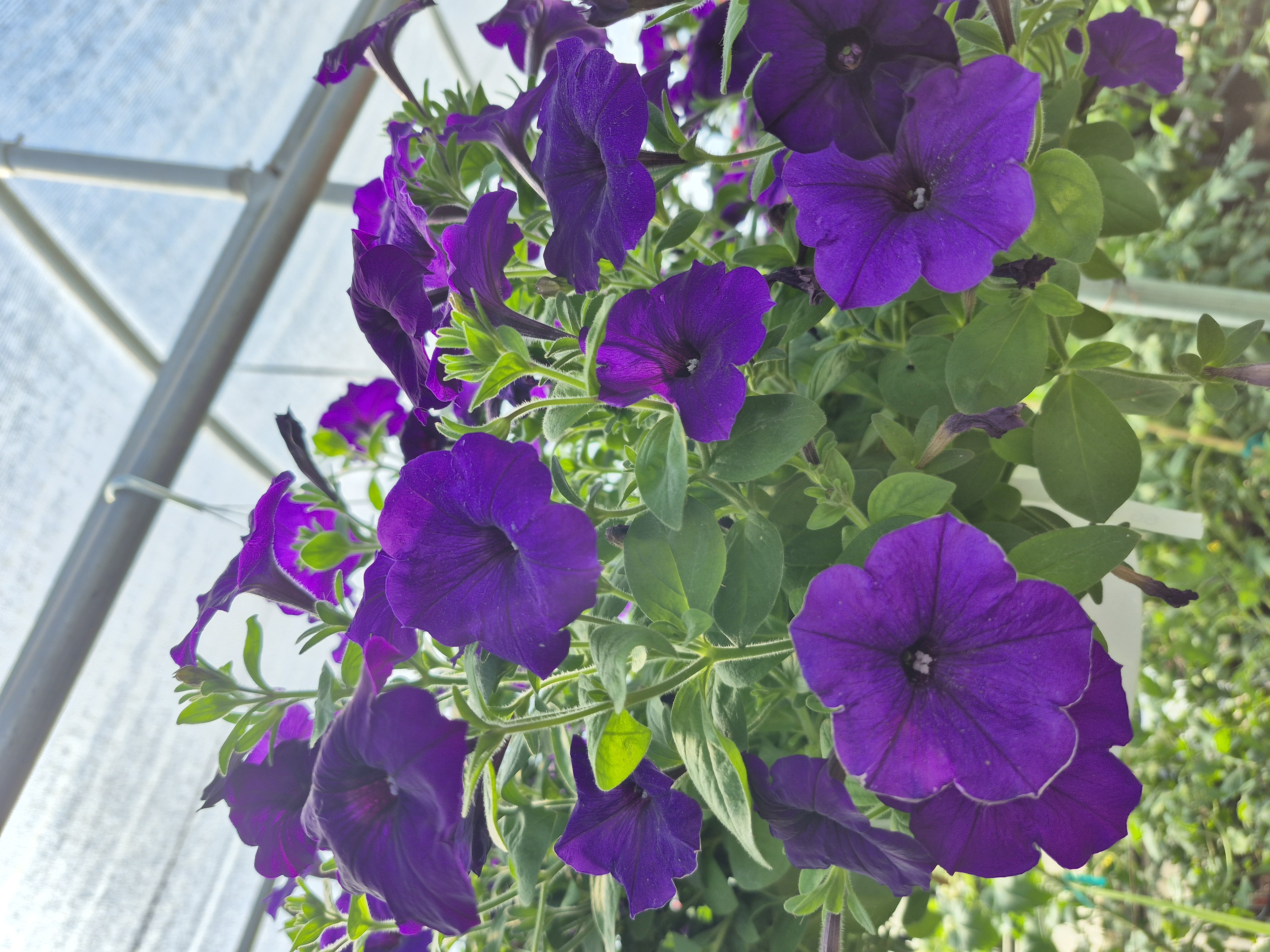 Vibrant purple flowers in a free hanging pot