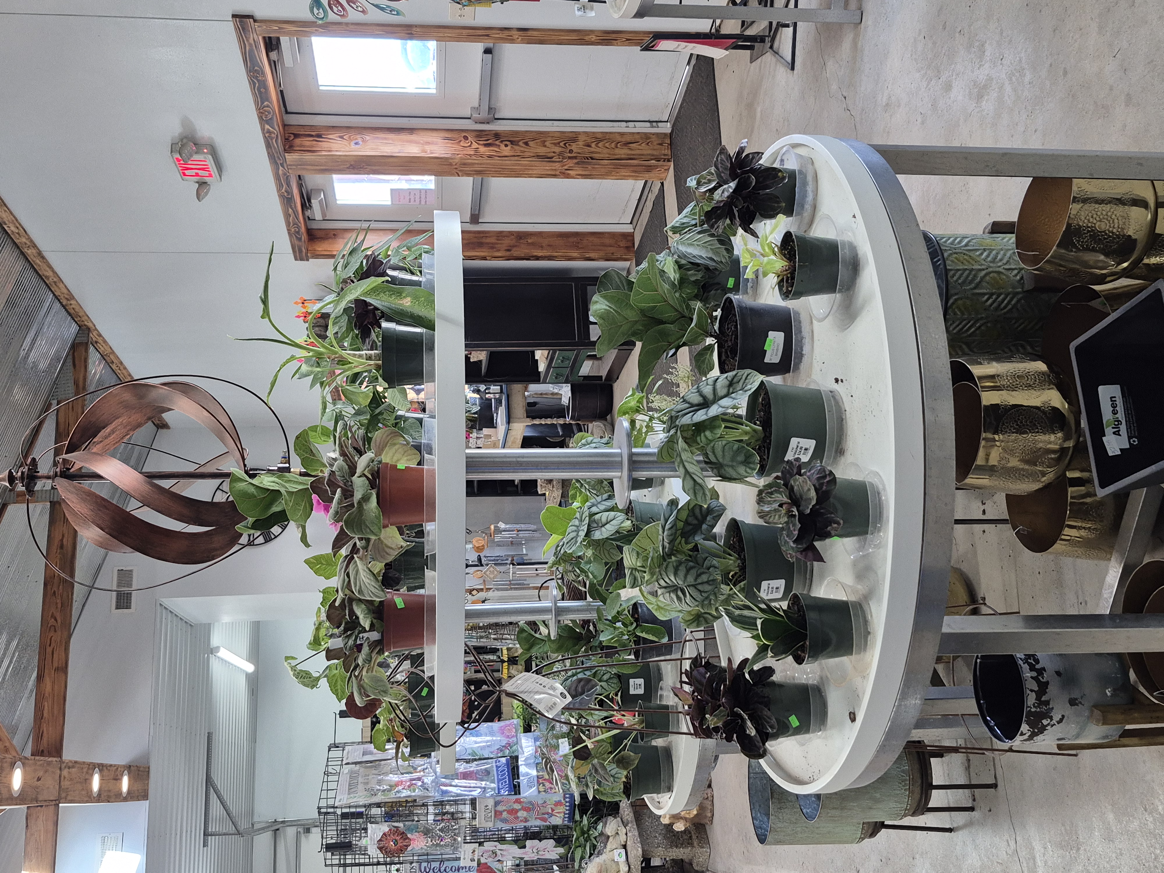 Small plants inside Johansen Greenhouse